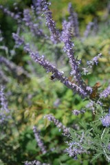 Vertical closeup shot of a branch of herbs growing in daylight