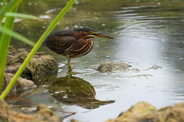 Closeup shot of a bird perched near the lake