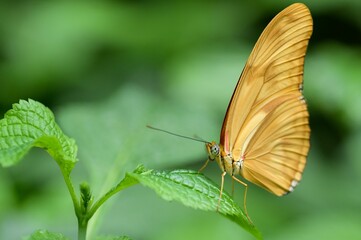 Butterfly perched on the leaf