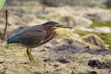Closeup shot of a perched bird