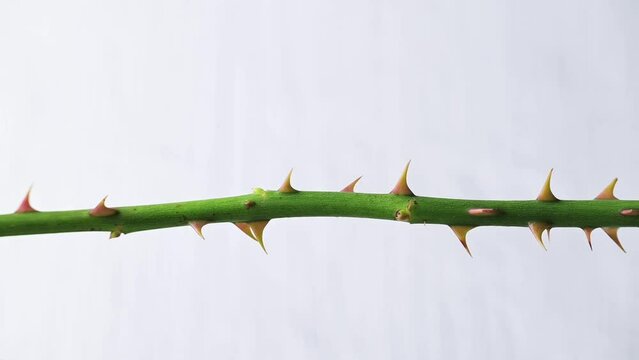 Isolated rose stem with thorns on white background
