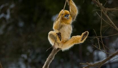 Shallow focus shot of adorable orange gibbon monkey hanging from tree branch in China © Go Workshop/Wirestock Creators
