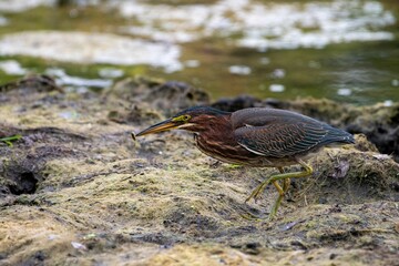 Closeup shot of a bird perched near a pond
