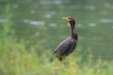 Closeup shot of a bird perched near a pond