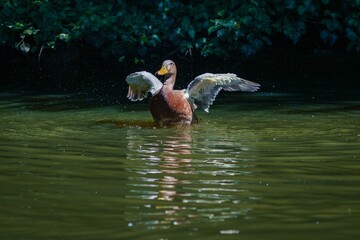 Closeup of a Duck swimming and flapping its wings on a pond