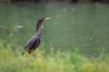 Closeup shot of a bird perched near a pond