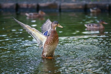Closeup of a Duck swimming and flapping its wings on a pond