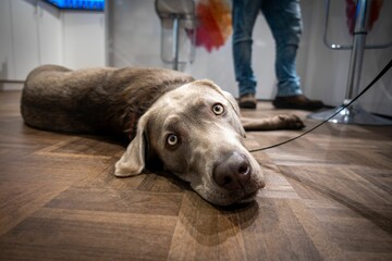 silver labrador retriever lying on the floor