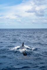 Fototapeta premium Pilot whale from the backside, swimming towards the horizon