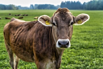 Obraz premium a cow from Bavaria on a green field