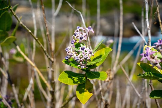 Calotropis gigantea - Akon fiber shrub in the jungle of Indonesia