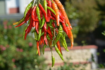 Makrofotografie grüne und rote Paprika