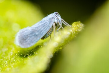 Macro of a moth on a wet leaf