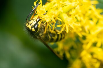 Macro of a bee on a yellow flower