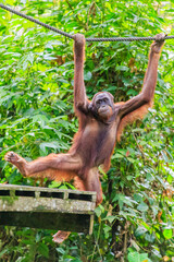 Naklejka premium orangutans or pongo pygmaeus is the only asian great found on the island of Borneo and Sumatra