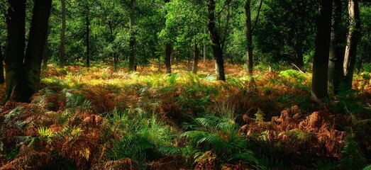 Forest scene with wonderful light spots and shadows, different shades of green and red ferns