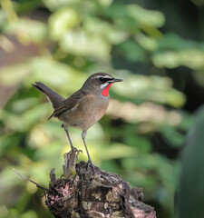 Siberian Rubythroat is a ground-loving songbird of Asia. They primarily breed in Siberia, while wintering in southern and southeastern Asia.