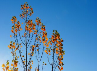 Scenic view of yellow leaves on autumn trees on a blue background