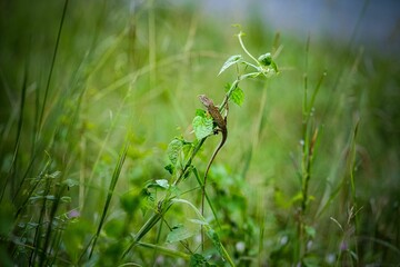 Cream lizard with a long tail sitting on a branch with leaves on a blurred background