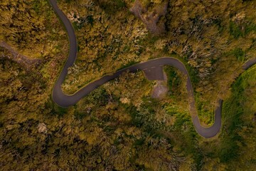 Aerial shot of a road surrounded by wild nature
