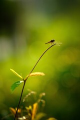Vertical shot of dragonfly sitting on a branch with leaves on a blurred background