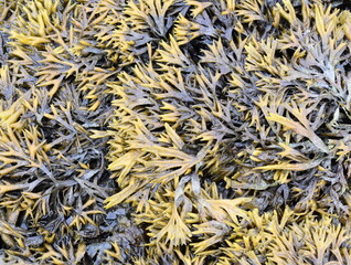 The brown algae seaweed Pelvetia canaliculata channelled wrack on a rock
