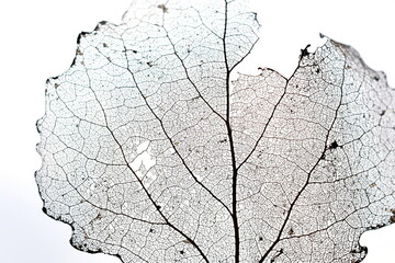 Close-up on old dead decaying aspen leaf on white background
