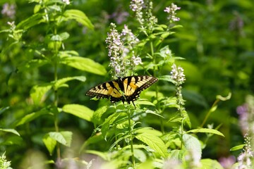 Closeup shot of a yellow eastern tiger swallowtail butterfly on a green plant