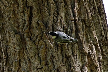 Closeup shot of a Eurasian nuthatch bird perched on a tree trunk