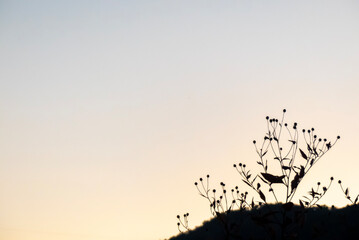 夕焼けの空にユニークな植物のシルエット