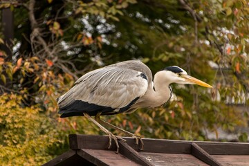 Closeup shot of a Japanese Crane perched on the roof of a wooden sign