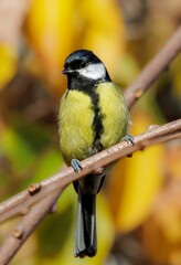 Closeup vertical shot of a Great tit perching on a branch of a tree
