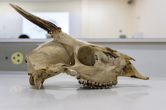 Deer skull of a Brazilian specie