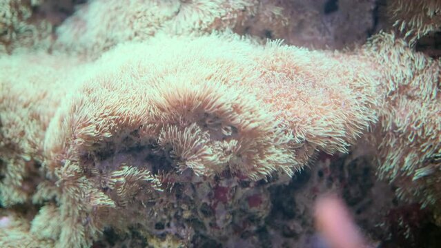 Heteractis anemone Magnifica with stinging tentacles in coral reef seabed. Red Sea Egypt tropical Indo-Pacific Ocean magnificent sea anemone Heteractis magnifica , ritteri anemonetropical