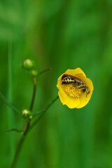 Tenthredo koehleri sawfly on a buttercup flower and blurred background