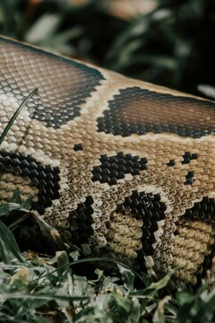 Vertical closeup shot of details on python scales in a forest
