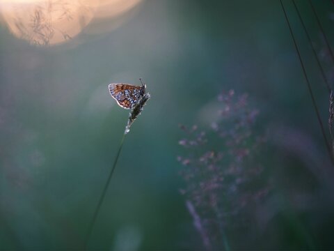 Dreamy view of a heath fritillary butterfly on a plant