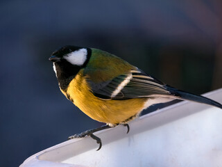 Naklejka premium Titmouse close-up on the feeder. Bird in natural habitat. Bright feathers. Winter animals.