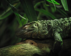 Green northern caiman lizard sleeping on the tree branch