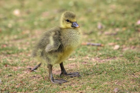 Closeup of a cute baby goose standing on the grass outdoors