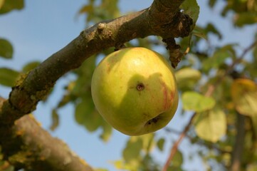 Apple and Appletree in the afternoon sun