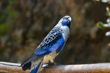 Blue Crimson Platycercus elegans