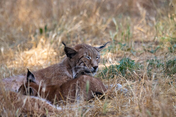 Lynx mother with her baby