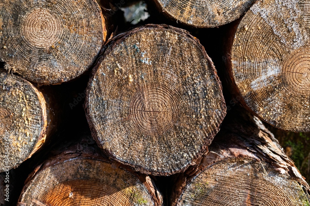 Poster stack of tree trunks
