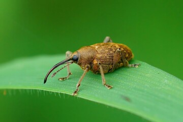 Close up of a Curculio glandium beetle on a grass blade and blurred background