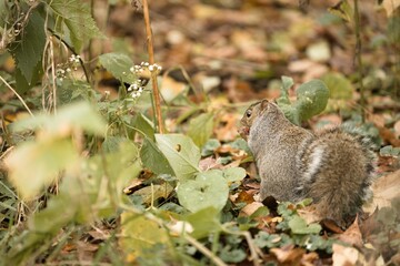 Naklejka na ściany i meble Squirrel eating nuts on ground and surrounded by green leaves and fall foliage