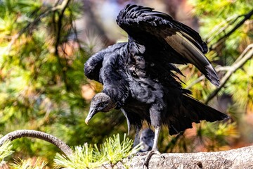 Black vulture just landed on a tree stump against blurred greenery background