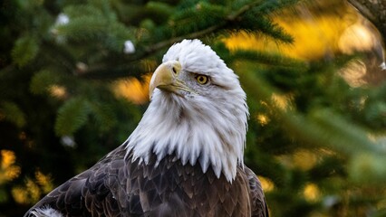 Closeup shot of an eagle against blur background