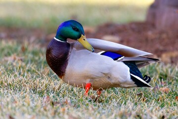 Beautiful Mallard duck on the grass against blur background