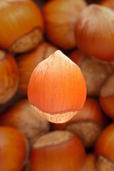 creative image of single whole hazelnut in front of defocused heap of other nuts